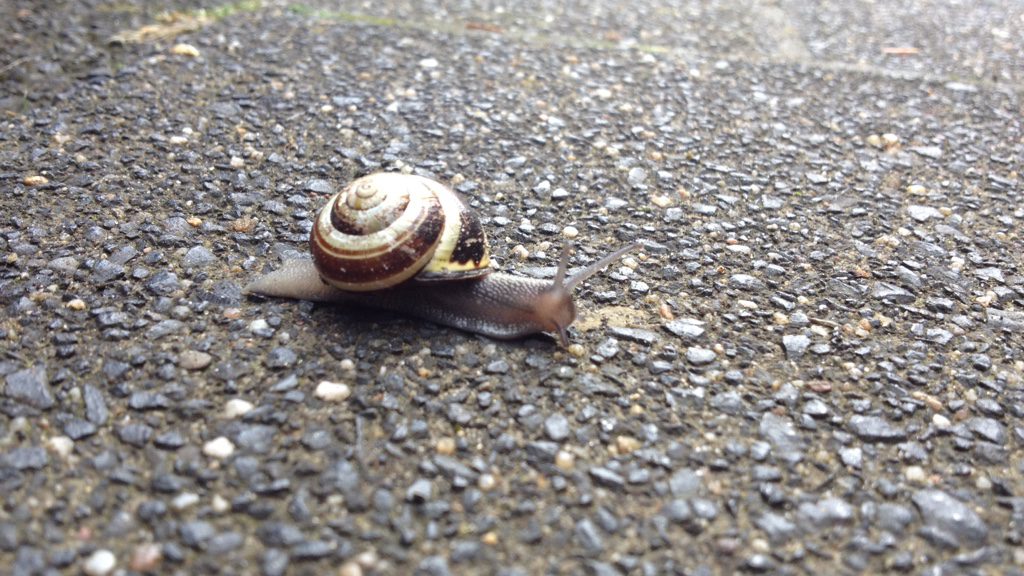 Schnecke. Foto: Barbara Maas
