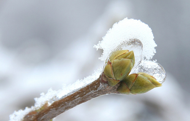 Blume im Winter. Photo by Maja Dumat/Flickr, CC BY 2.0.